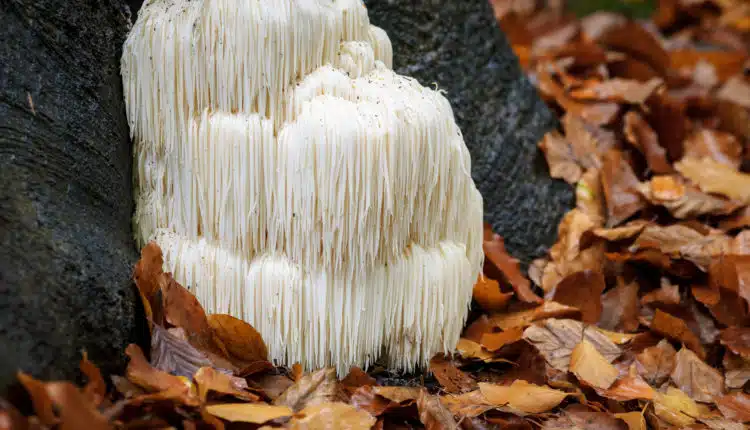 Rare Lion’s mane mushroom in a Dutch forest